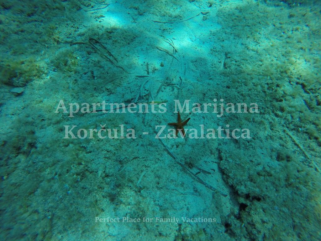 Apartments Marijana Zavalatica Esterno foto