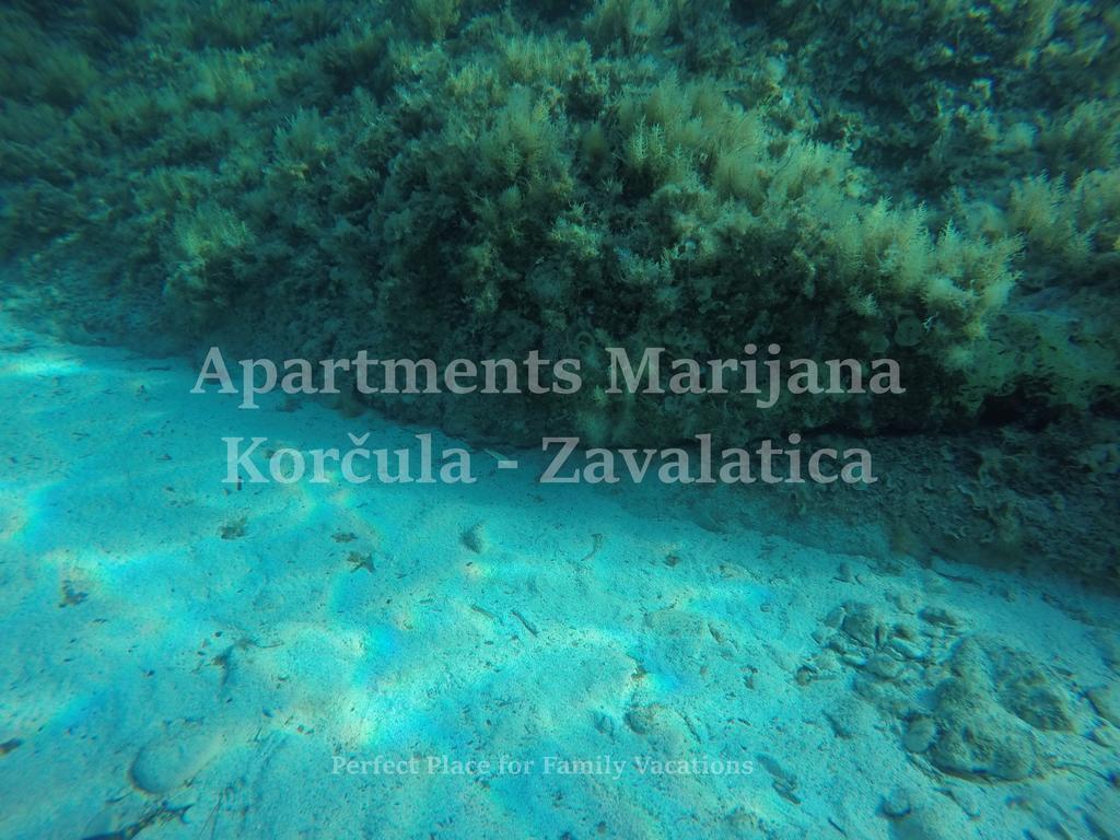 Apartments Marijana Zavalatica Esterno foto